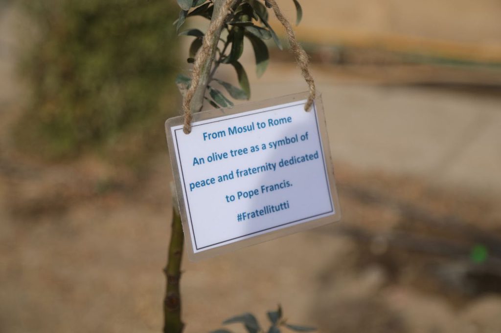A sign tied to a newly planted tree, reading 'From Mosul to Rome: An olive tree as a symbol of peace and fraternity dedicated to Pope Francis #Fratellitutti'
